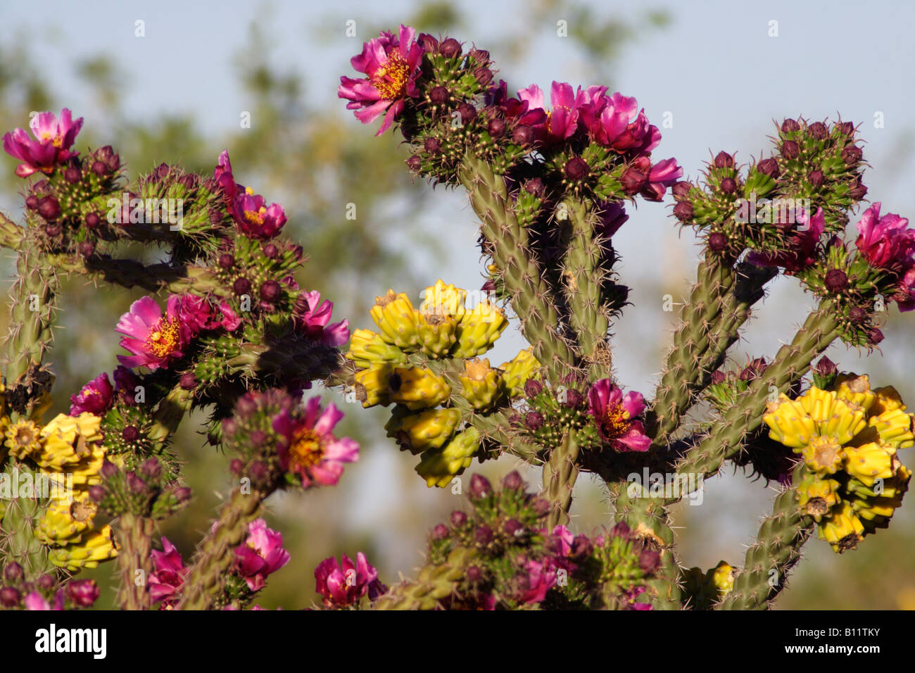 Cane or walkingstick cholla (Cylindropuntia or opuntia spinosior), Arizona, USA Stock Photo