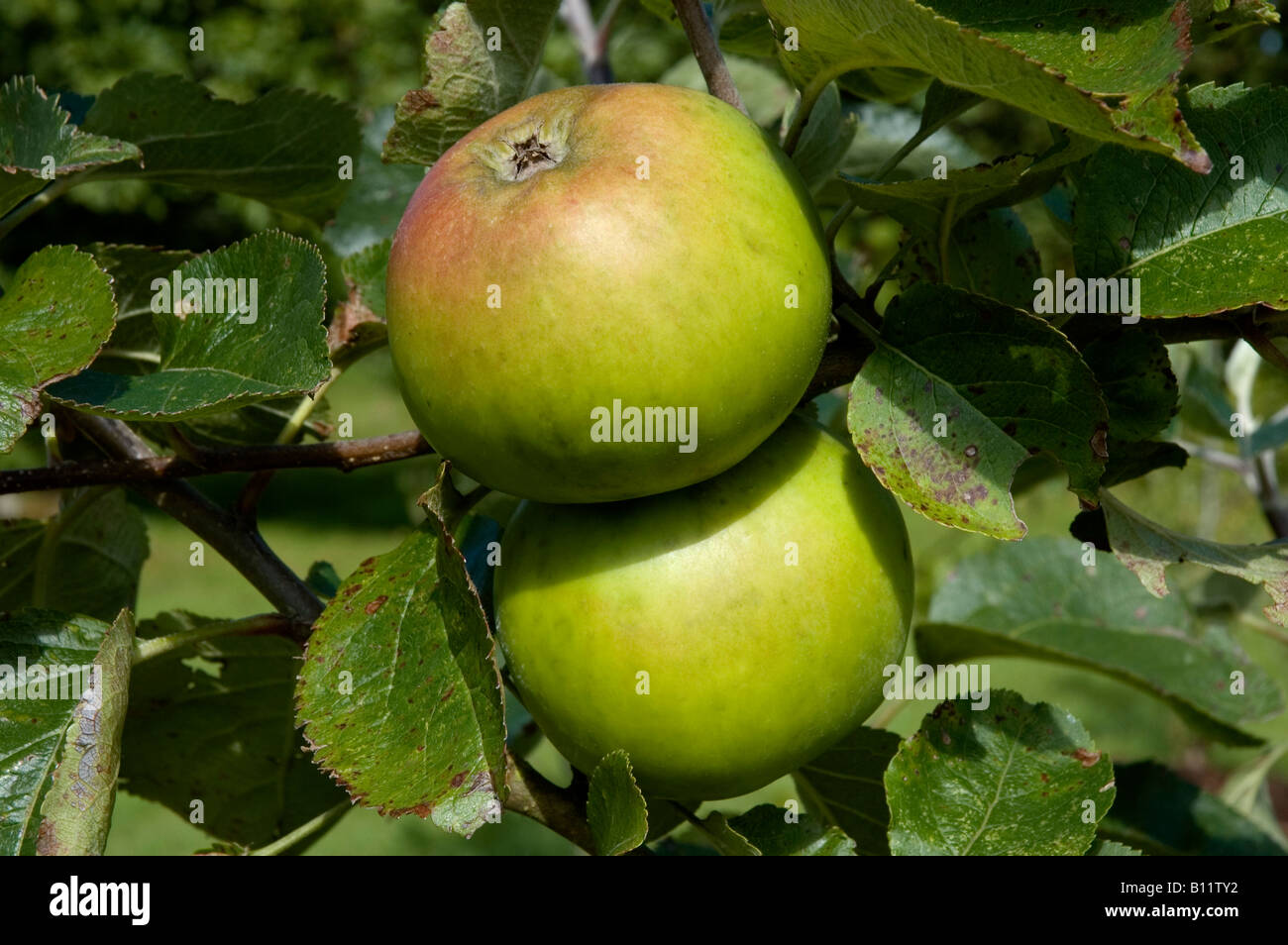 bramley apple Stock Photo Alamy