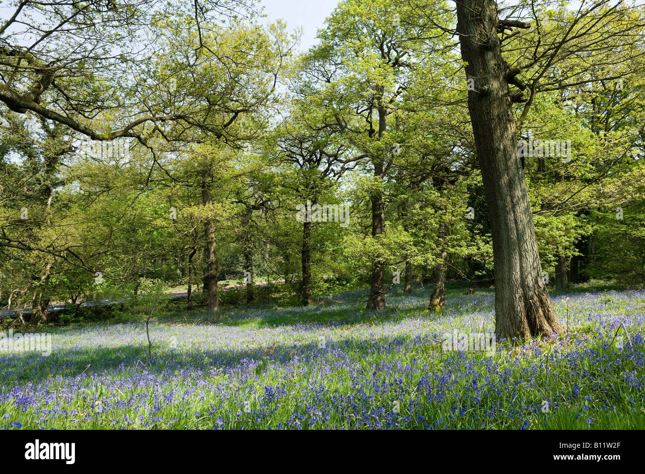 Bluebells in Hagg Wood, Brockholes near Holmfirth, Huddersfield, West