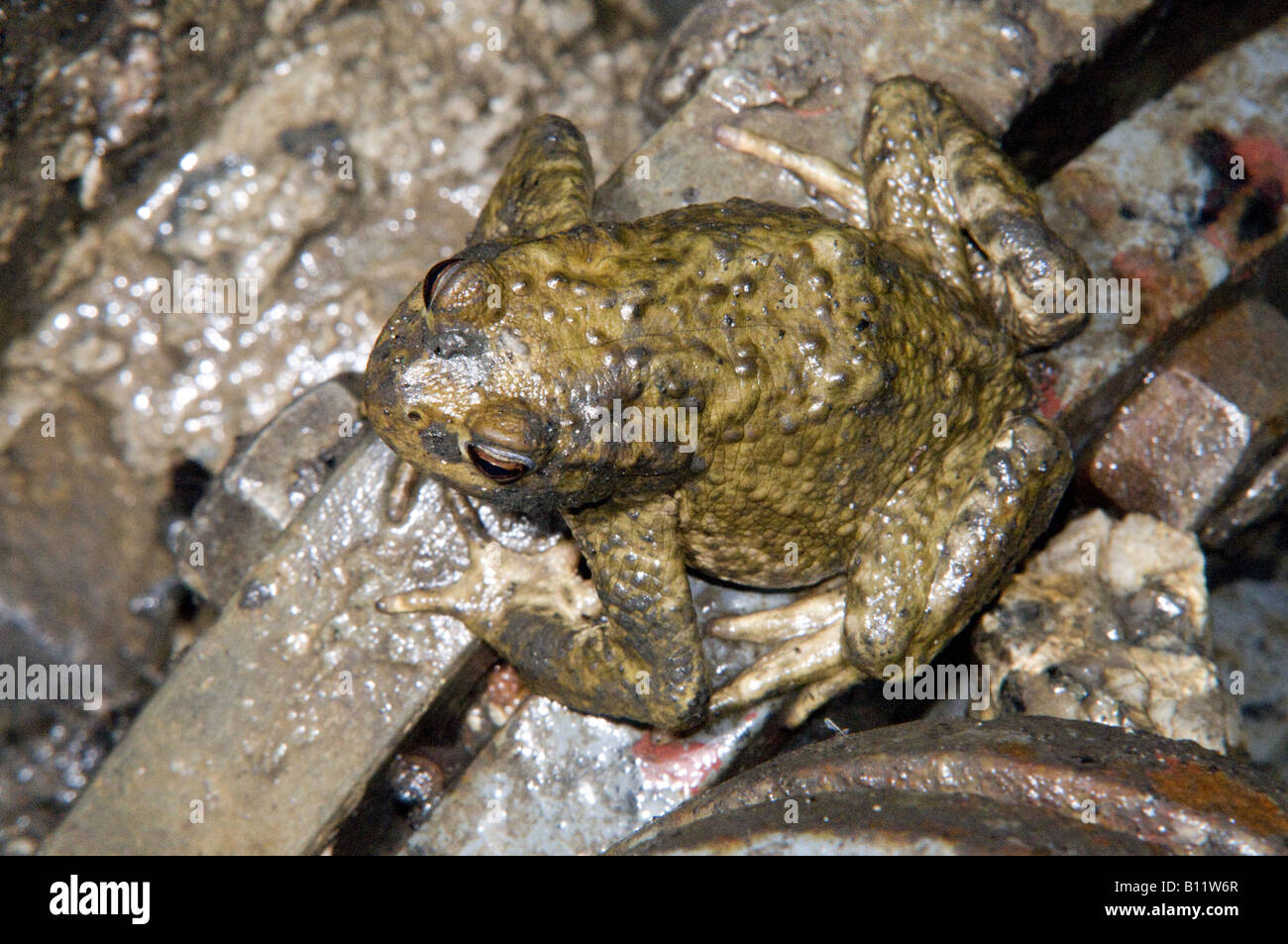 Bufo Calamita inside a wastewater pipe Stock Photo - Alamy