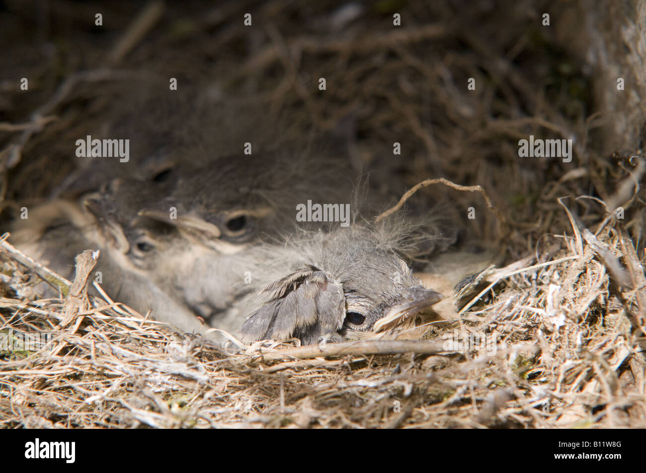 juvenile Yellow Wagtails on nest, Portugal (Motacilla Flava). The birds are approximatelly 1 week old. Stock Photo