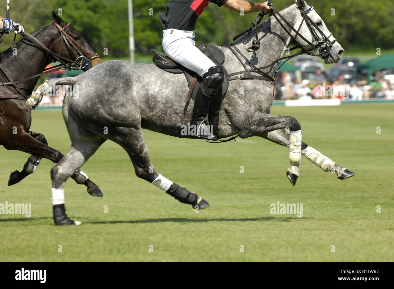 Horse muscles gallop hi-res stock photography and images - Alamy