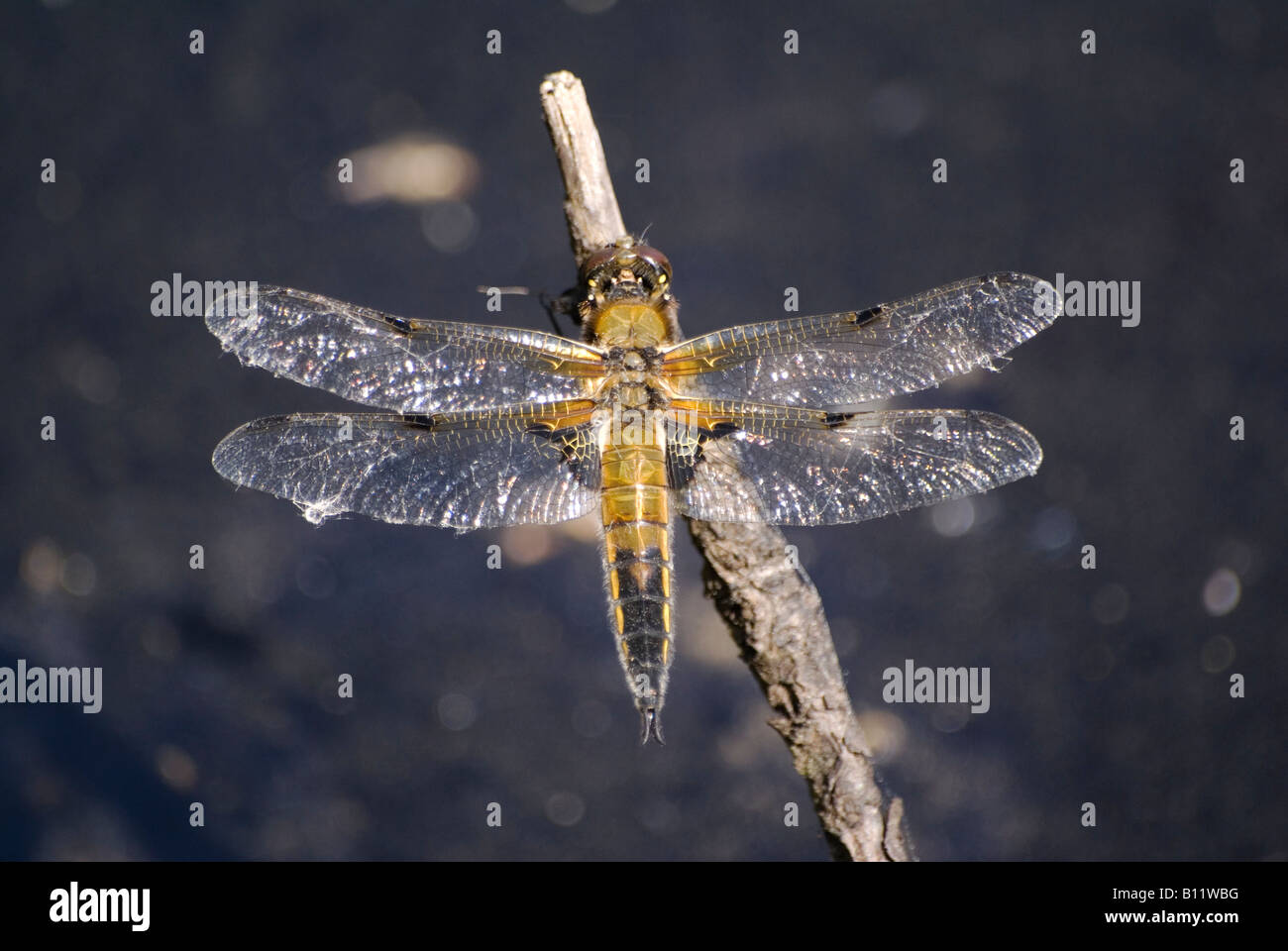 Four Spotted Chaser at Arne on the Purbeck in Dorset Stock Photo