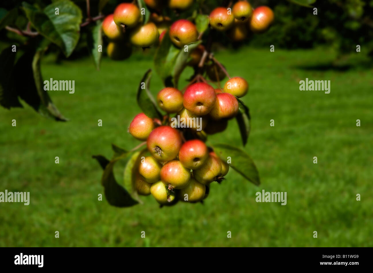 crab apples Stock Photo