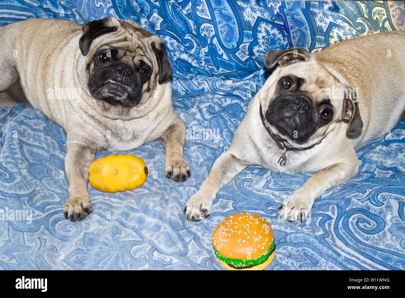 Male and female Pug dogs (Dougie and Jessie) relaxing on the bed with their toys Stock Photo