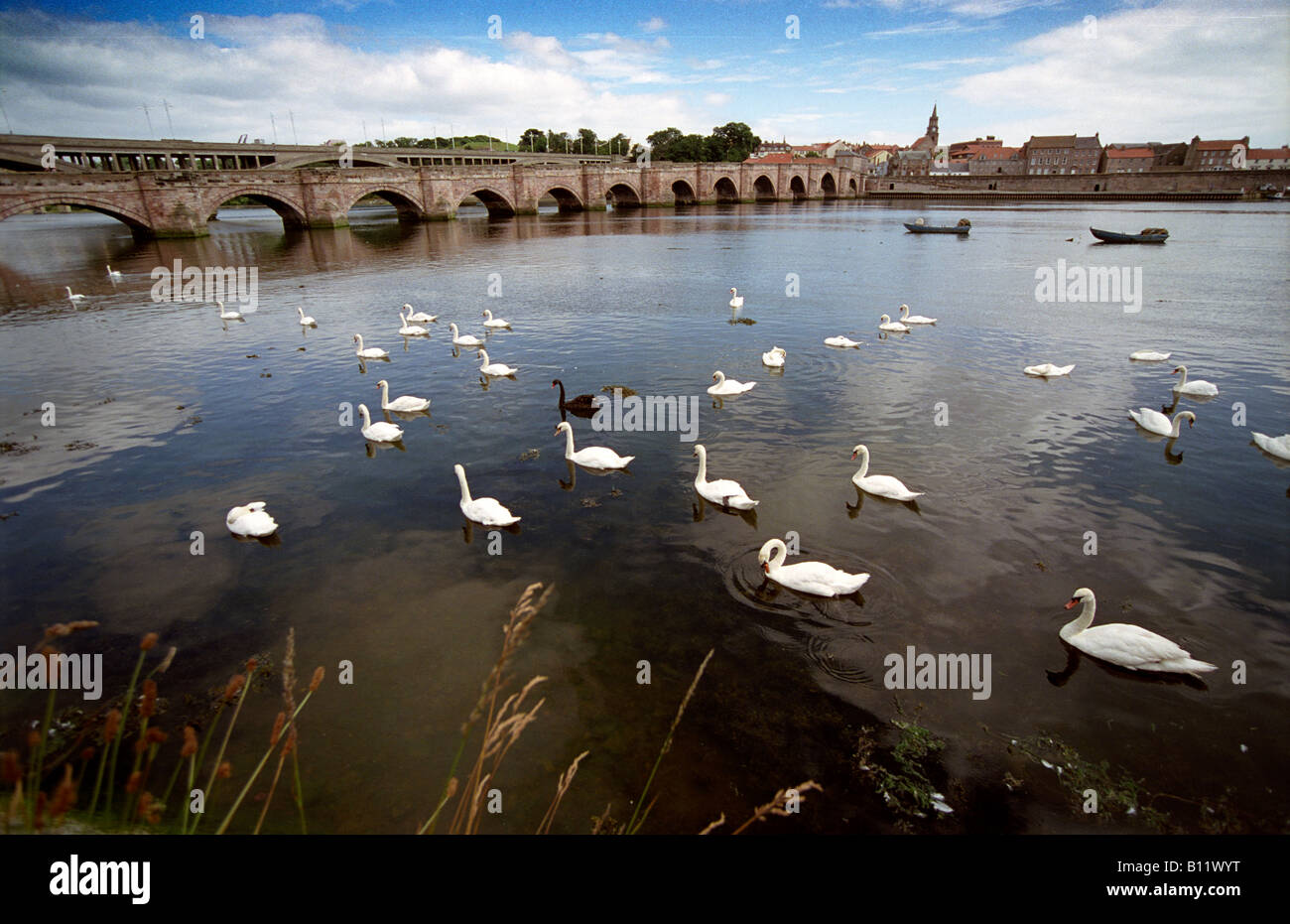 Berwick upon Tweed and some of it's famous swans Stock Photo