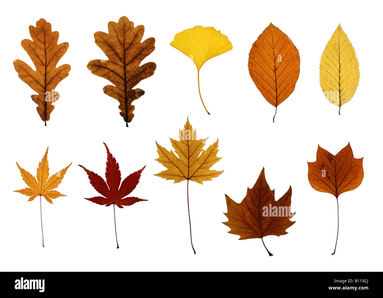 Collection Of Leaves Isolated On White Oak Ginkgo Beech Hornbeam Japanese Silver And Sycamore Maple And Tulip Tree Stock Photo Alamy