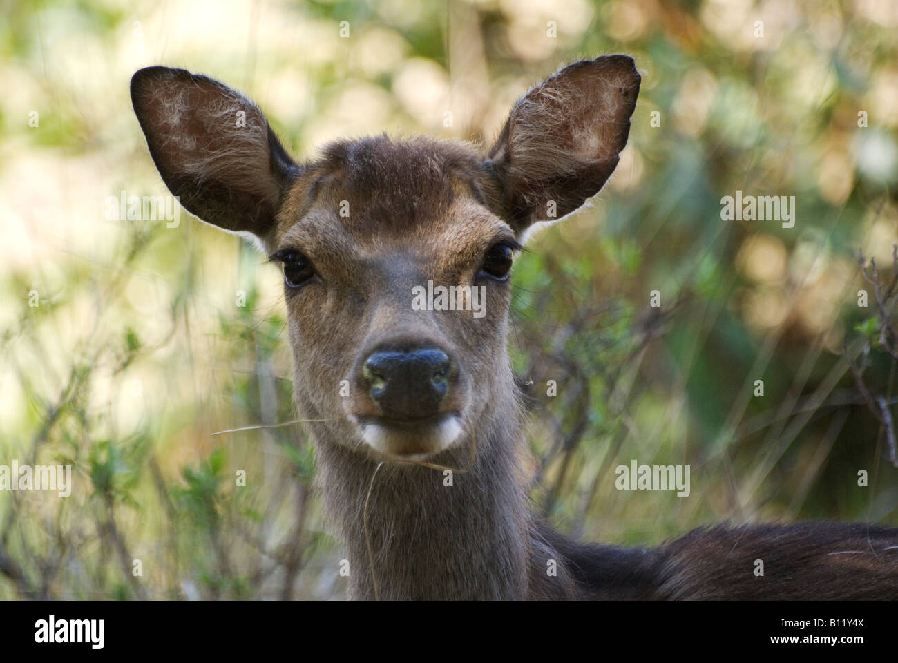 Sika Deer at Arne RSPB Nature Reserve Dorset Stock Photo