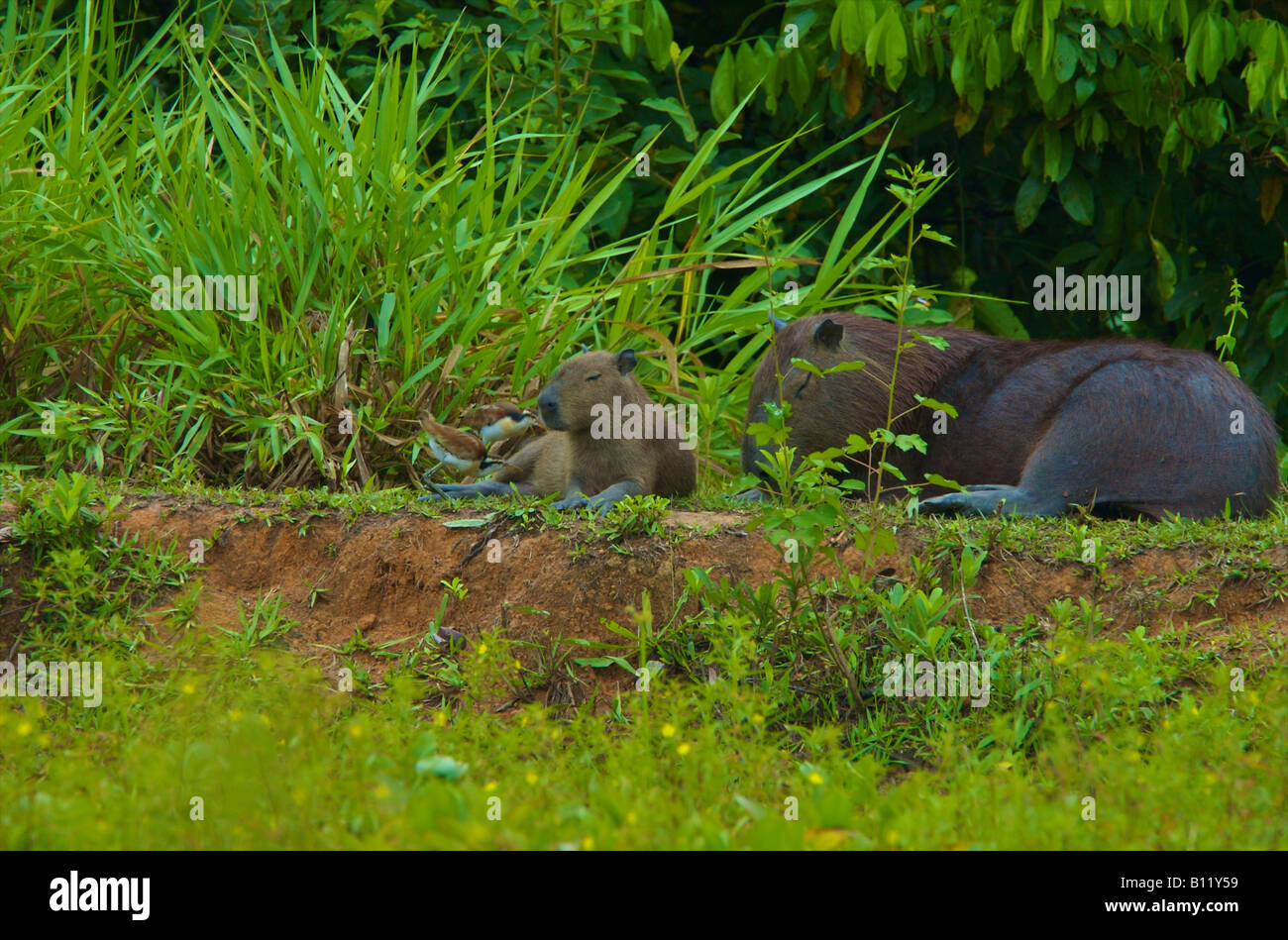 capybara being de-ticked by juvenile jacana Stock Photo