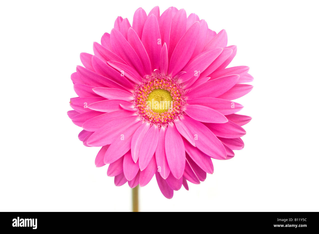 Violet Daisy gerber isolated on white background Stock Photo