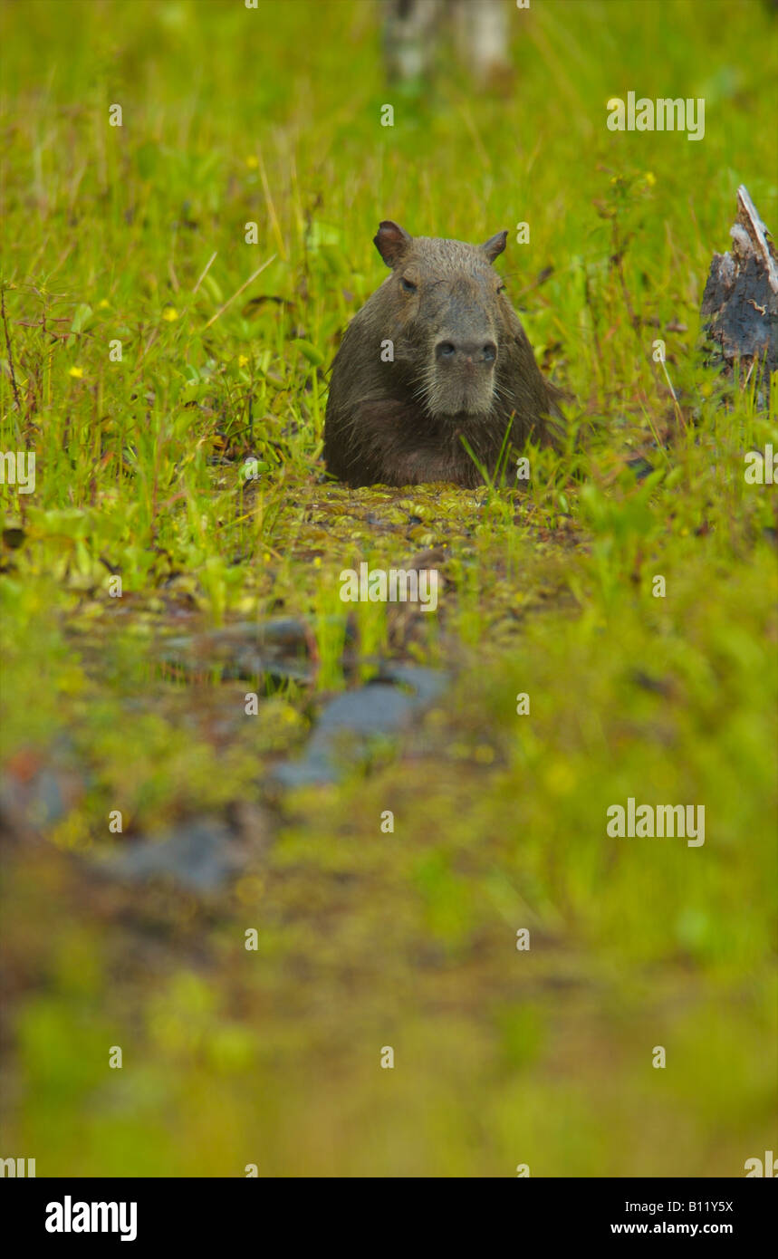 capybara in swamp Stock Photo