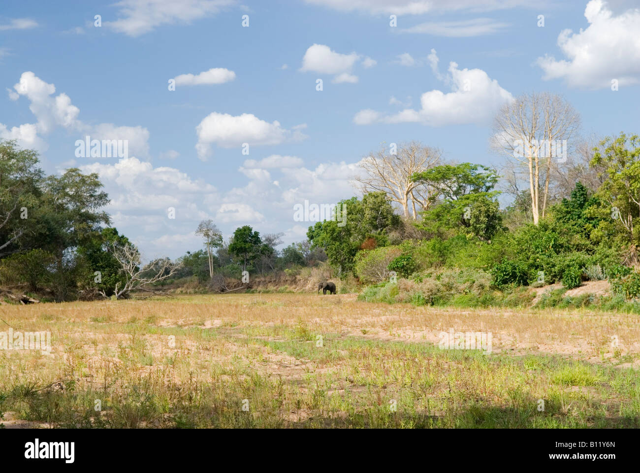 Elephant searching for water in dry riverbed in Niassa Reserve, Mozambique Stock Photo