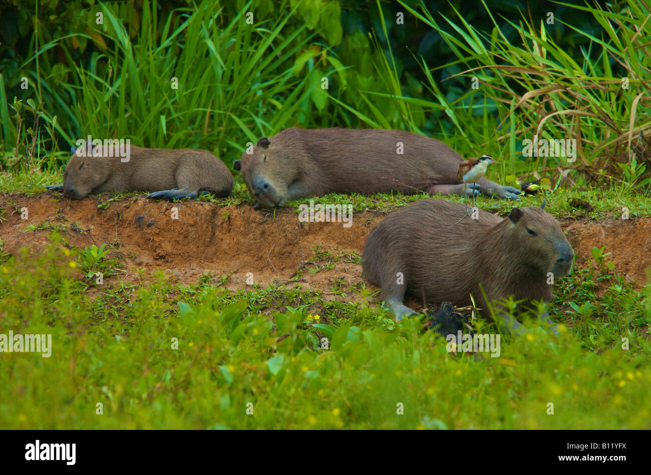 capybara being de-ticked by juvenile jacana Stock Photo