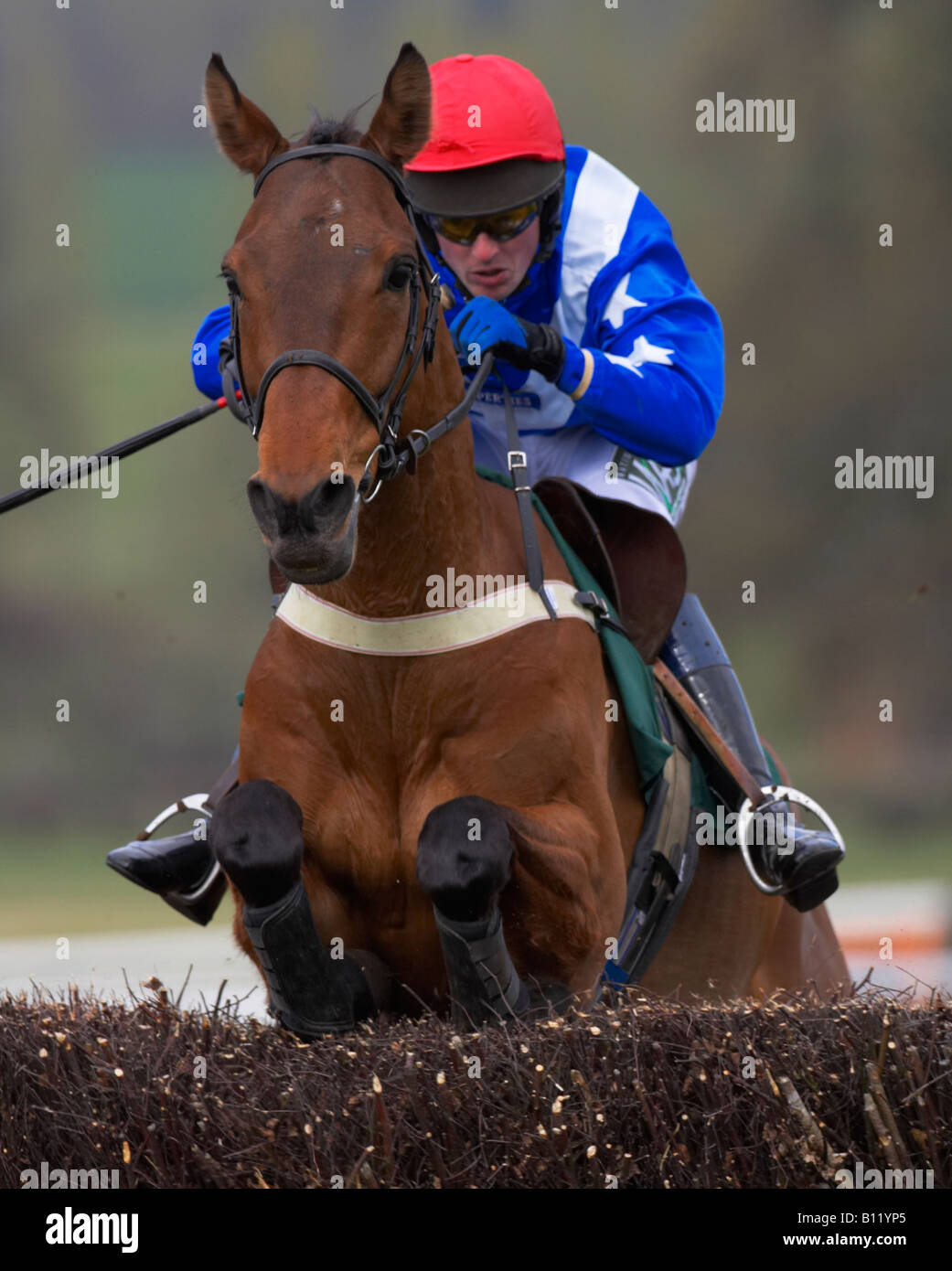 Horse racing jockey jumping a jump Stock Photo Alamy