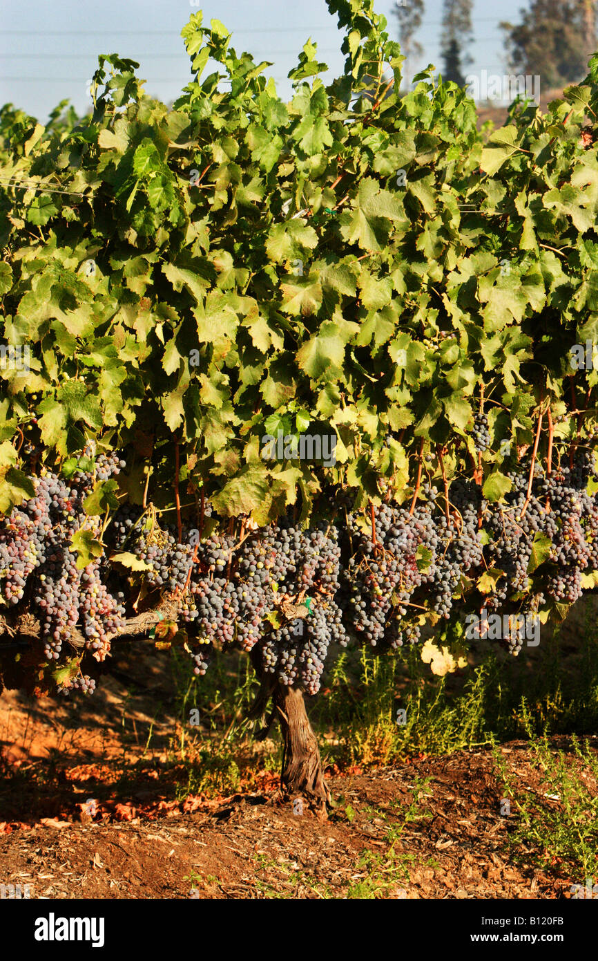 Temecula winery hires stock photography and images Alamy