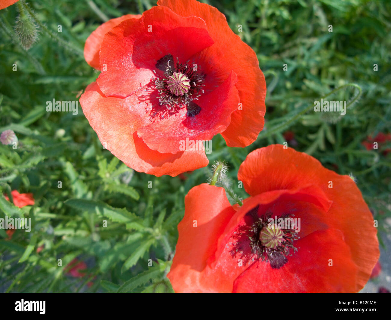 Common Red Poppy (Papaver rhoeas), flower, Washington DC, USA Stock Photo