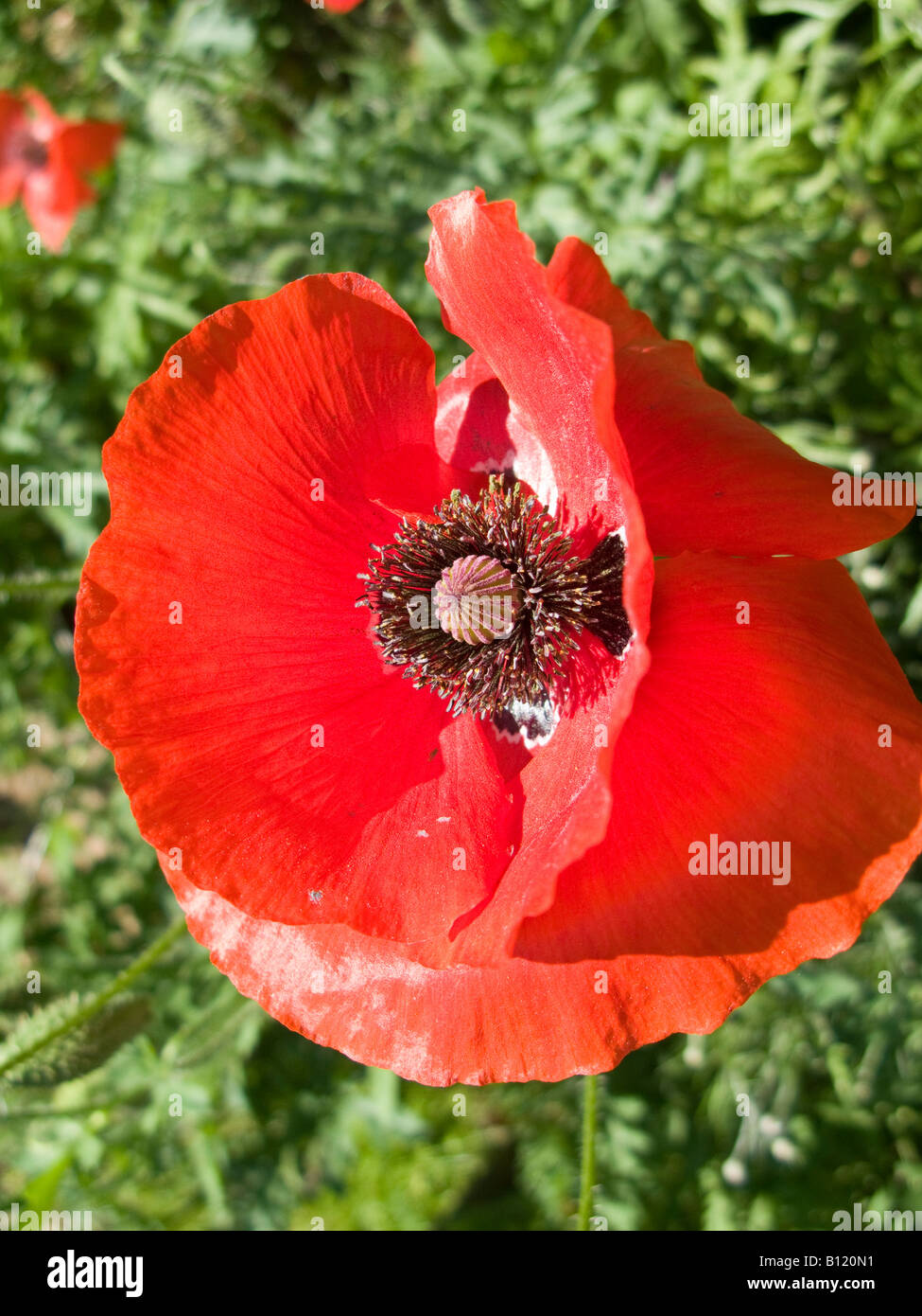 Common Red Poppy (Papaver rhoeas), flower, Washington DC, USA Stock Photo