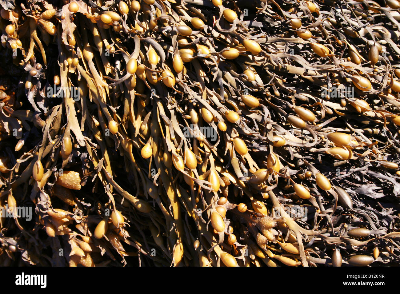 Brown tangled seaweed on a New Brunswick beach, Canada Stock Photo