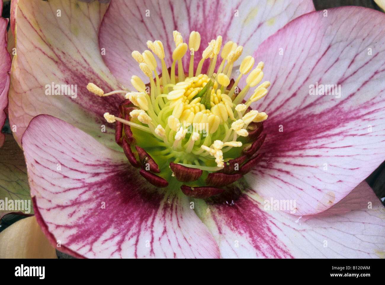 Helleborus x hybridus Stock Photo - Alamy