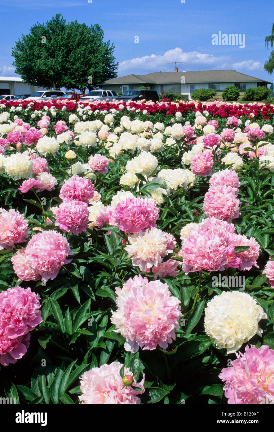 Adelman Peony Garden Stock Photo Alamy