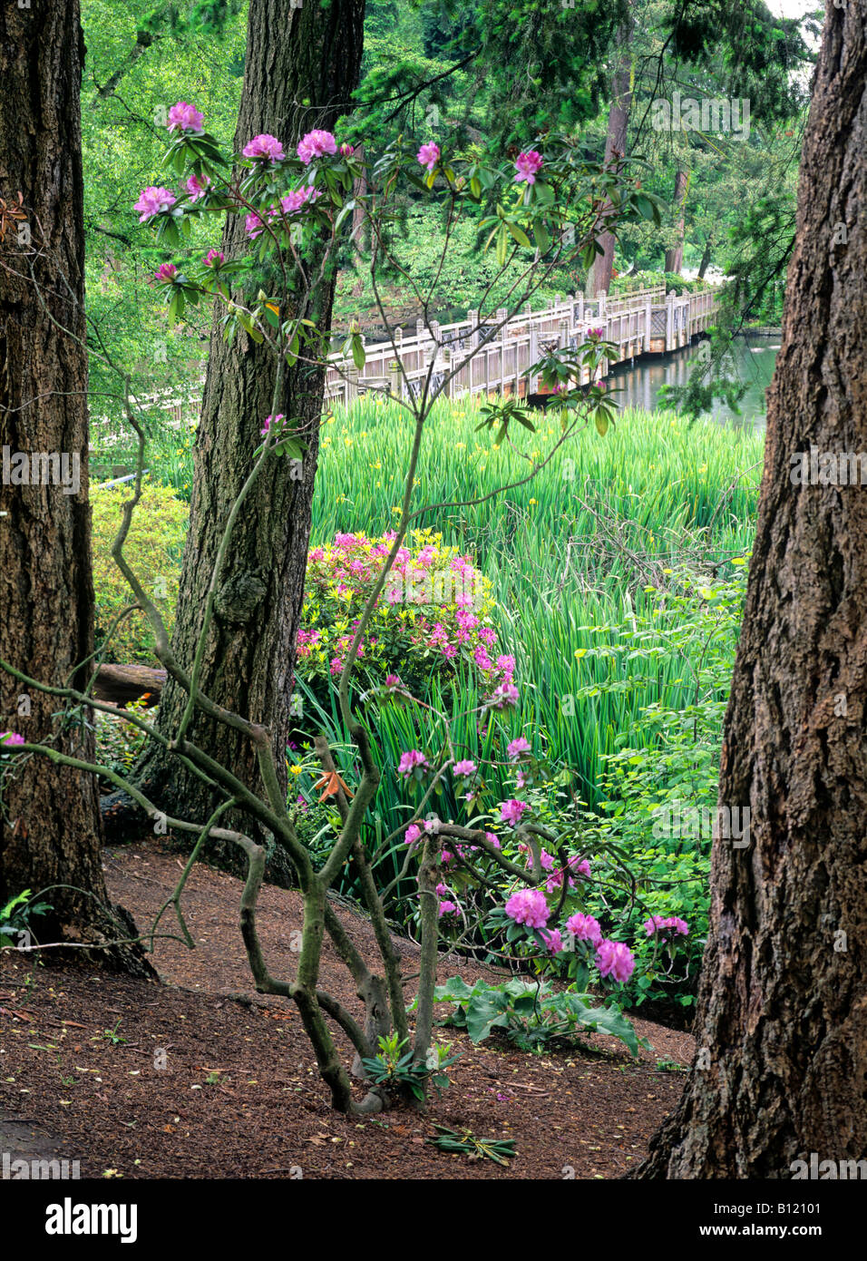 Crystal Springs Rhododendron Garden Stock Photo Alamy