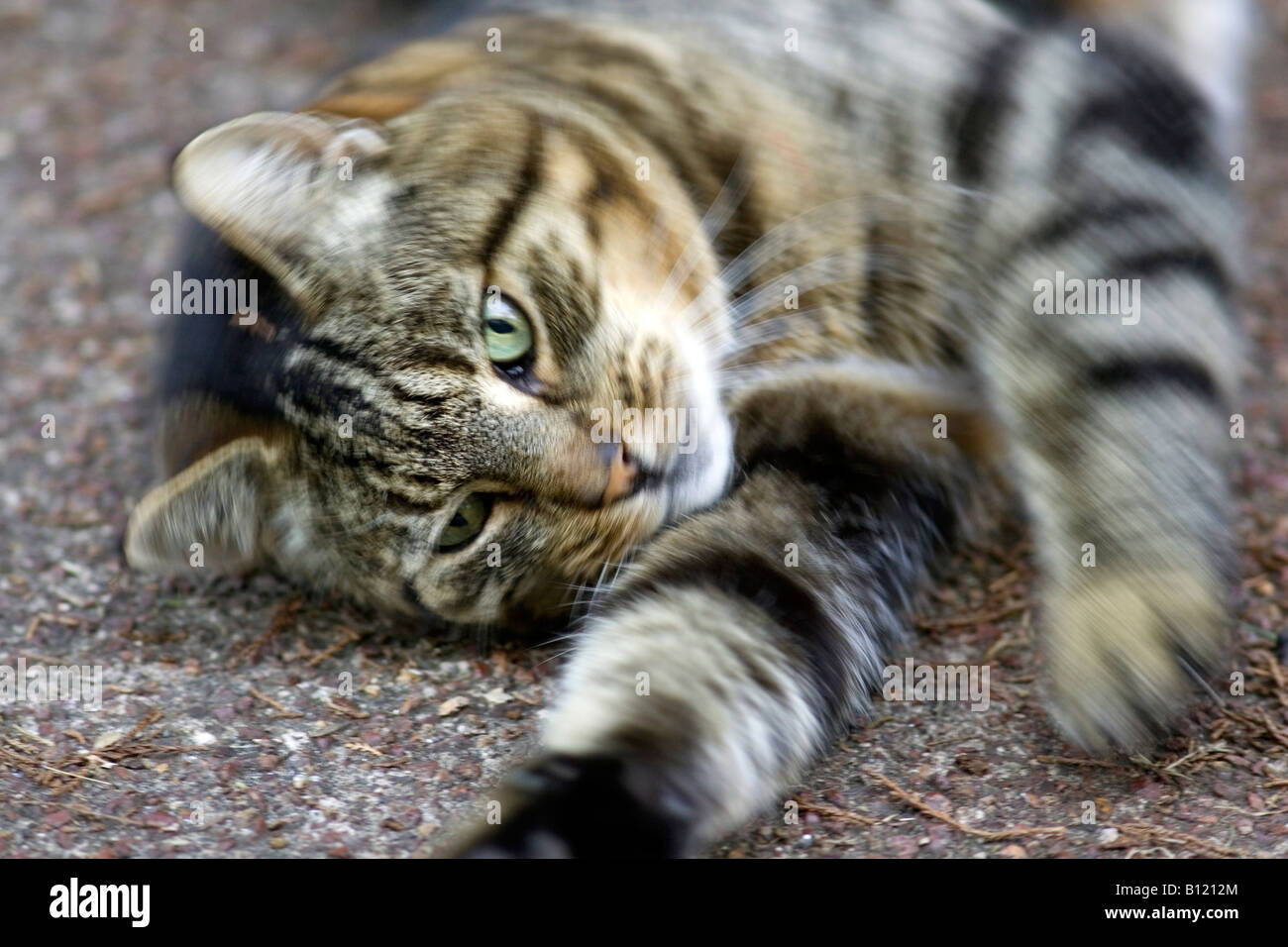 Spode the cat, rolling on the pavement Stock Photo Alamy