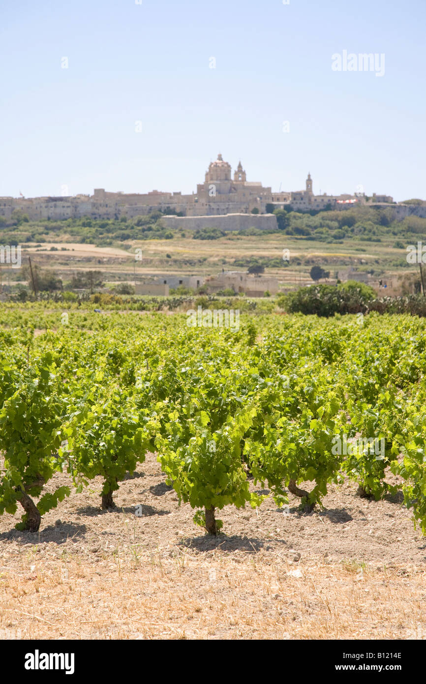 Wine growing in Mdina Rabat Malta Stock Photo