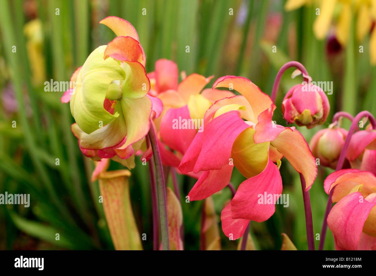 SARRACENIA FLAVA VAR RED TUBE X CATESBAEI SOUTH WEST CARNIVEROUS PLANTS RHS CHELSEA FLOWER SHOW 2008 Stock Photo