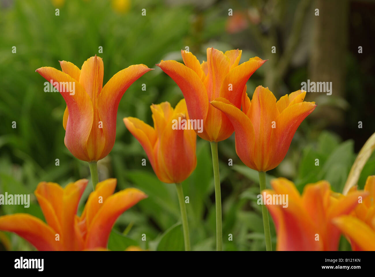 The flowers od an unidentified variety of tulip. Stock Photo