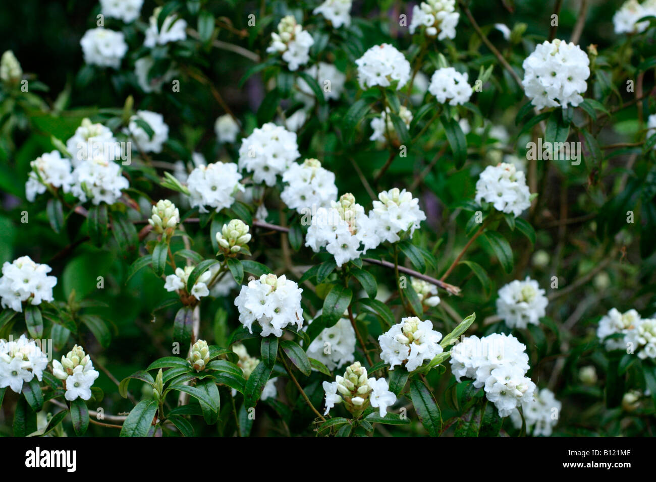 rhododendron hot shot Buy Azalea 'Girard's Hot Shot' Evergreen Red Flowering Azalea — Mr Maple │  Buy Japanese Maple Trees