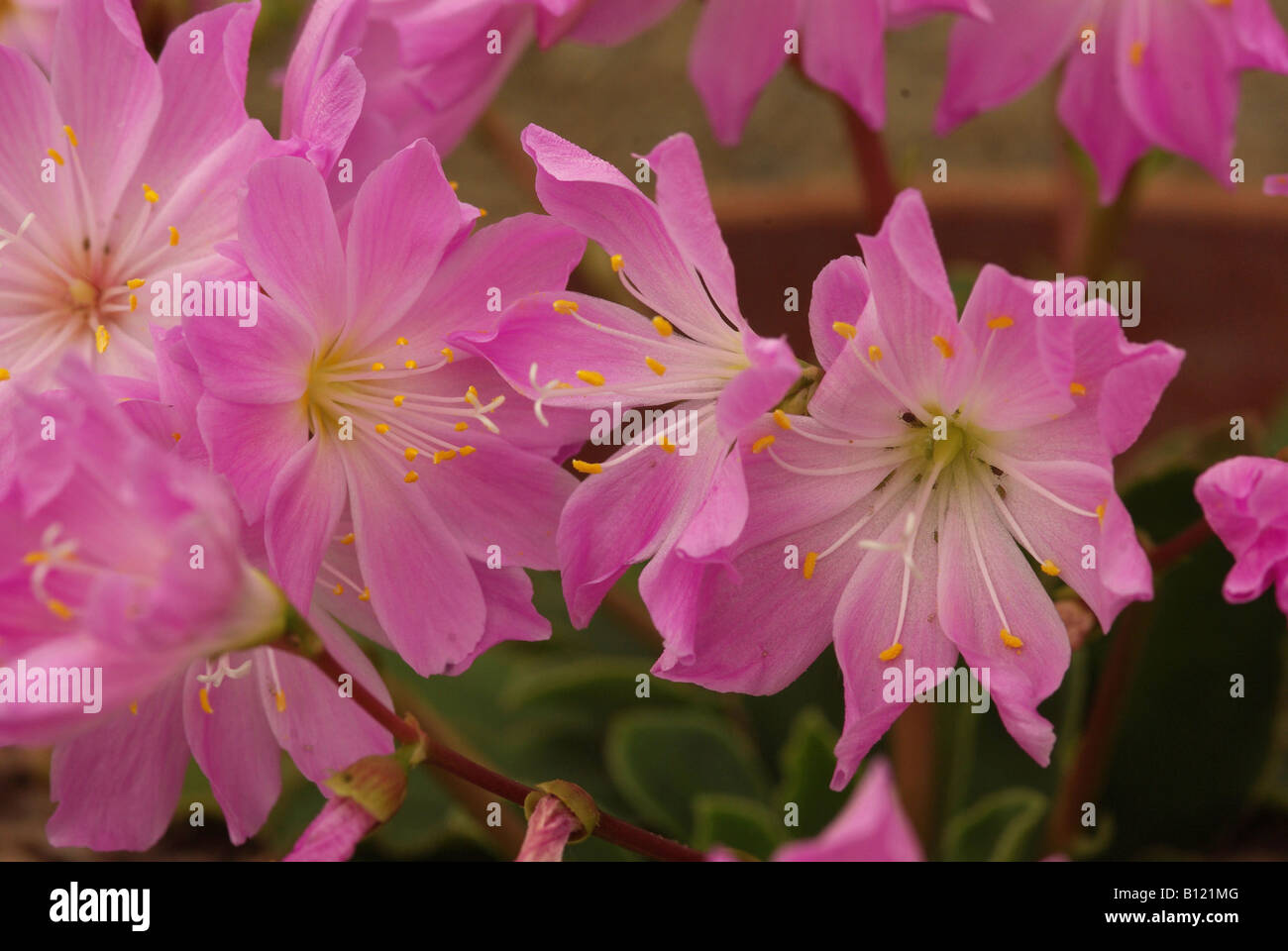 Close up of the flowers of Lewisia ROSE SPLENDOUR Stock Photo