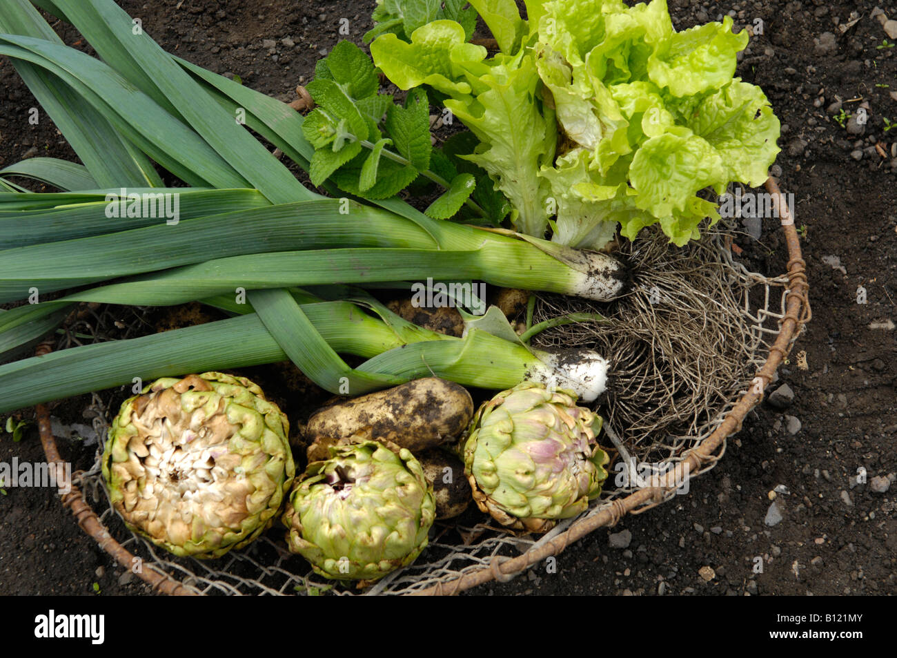 Basket of home grown vegetables England UK Stock Photo