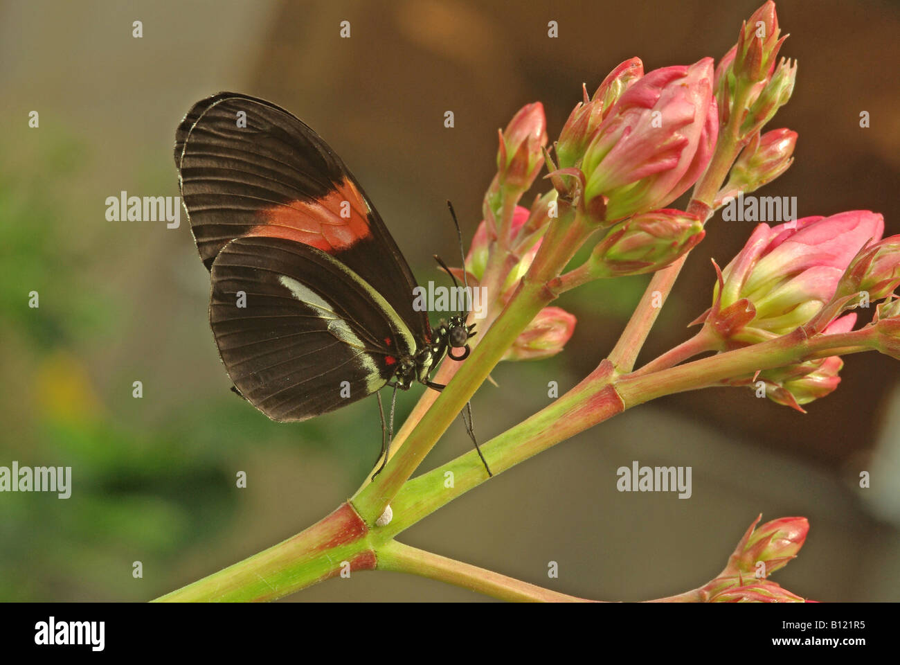 A postman butterfly  (Heliconius melpomene) Stock Photo