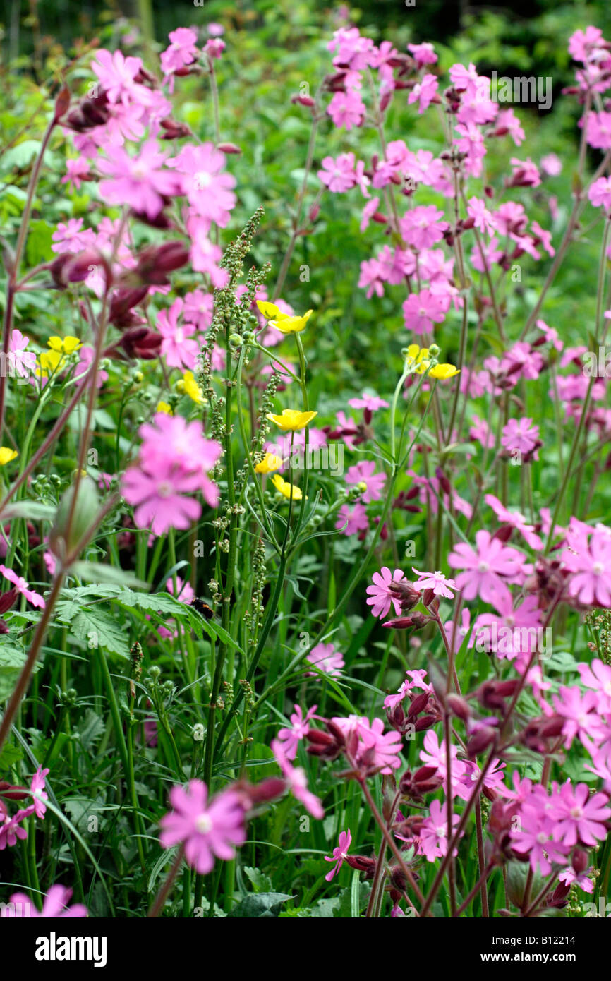 SILENE DIOICA RED CAMPION WITH RANUNCULUS ACRIS MEADOW BUTTERCUP IN A DEVON HEDGE Stock Photo