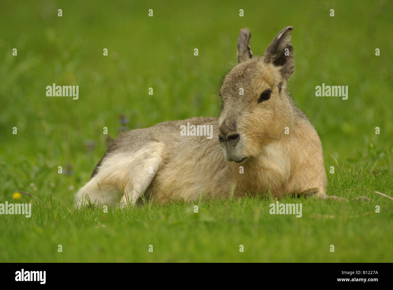 A mara, otherwise known as a Patagonian hare or Patagonian cavy,  (Dolichotis patagonium). Stock Photo