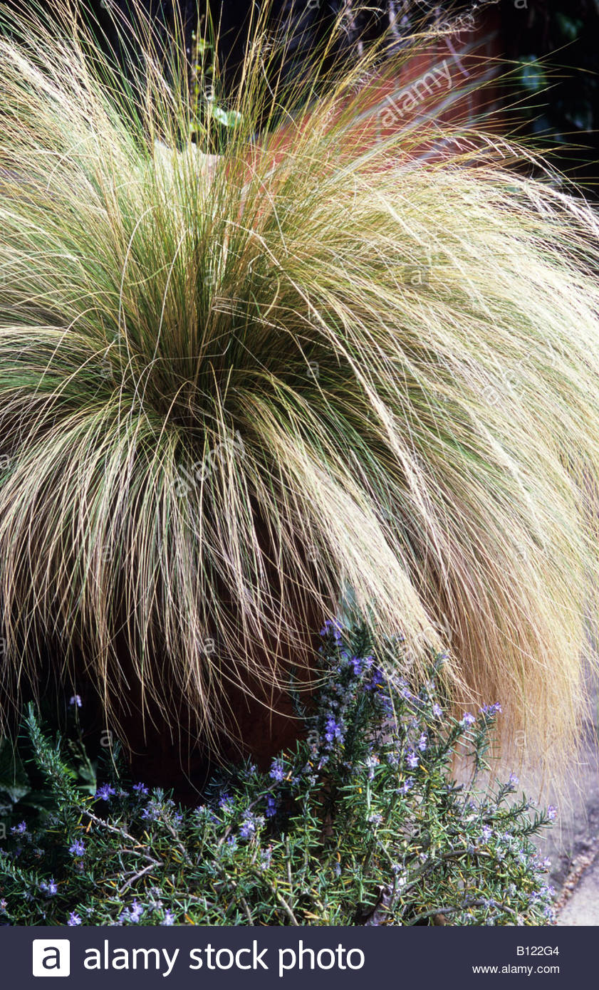 Stipa Arundinacea Stock Photos & Stipa Arundinacea Stock Images Alamy