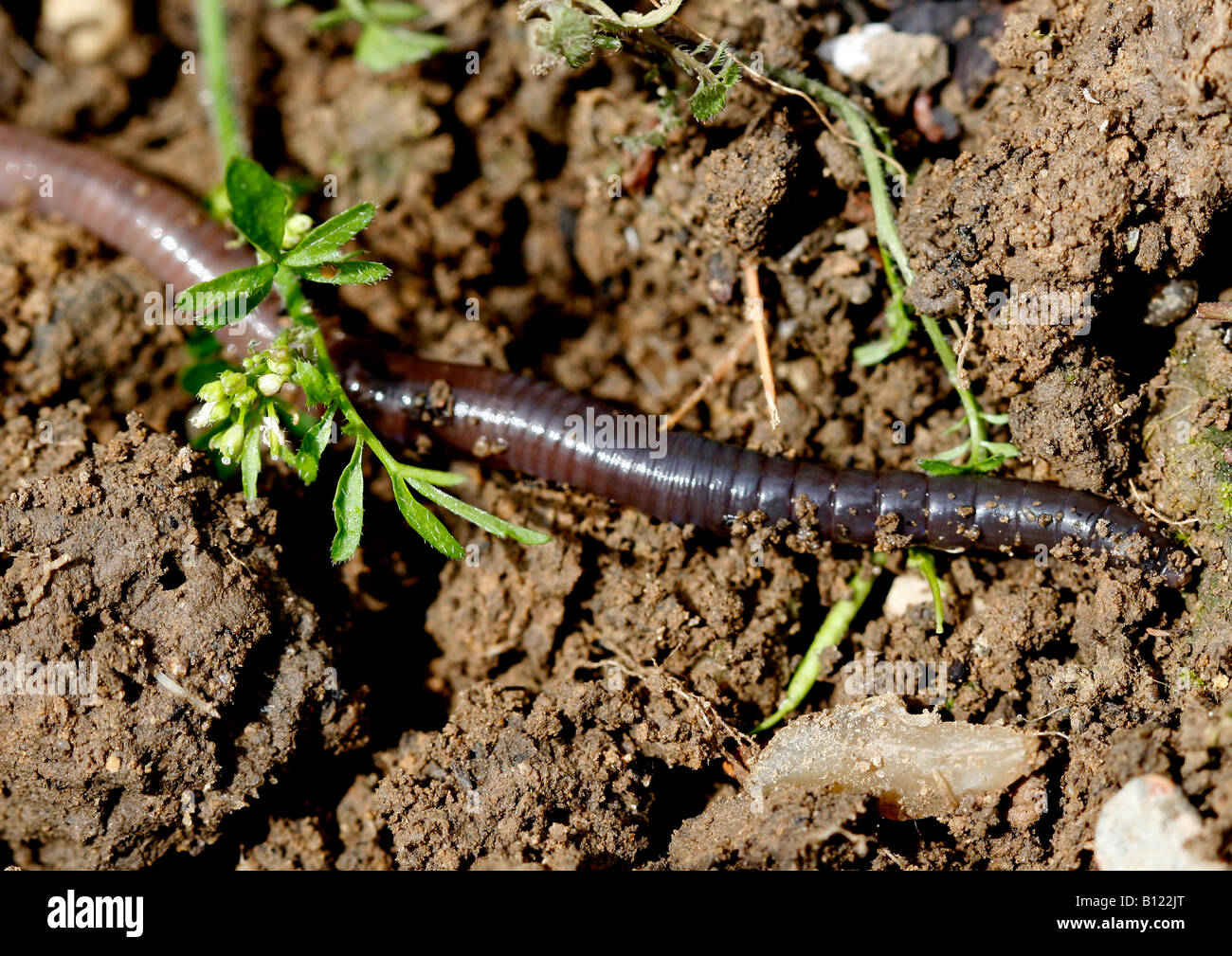 An earthworm slowly crawls accross the dirt. Stock Photo