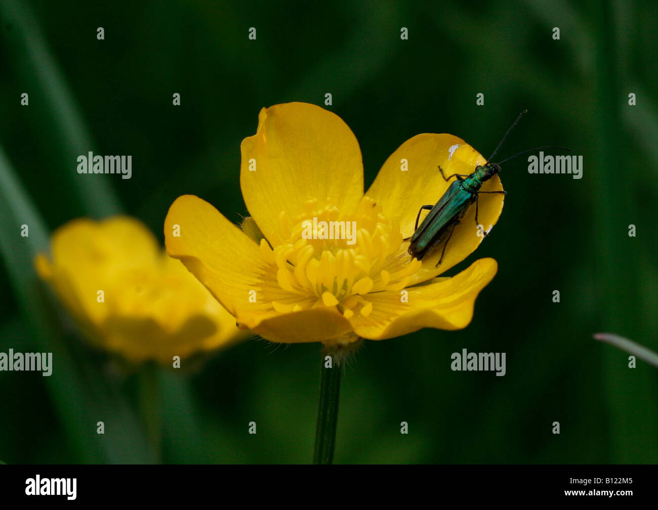 An insect sitting upon a buttercup Stock Photo - Alamy