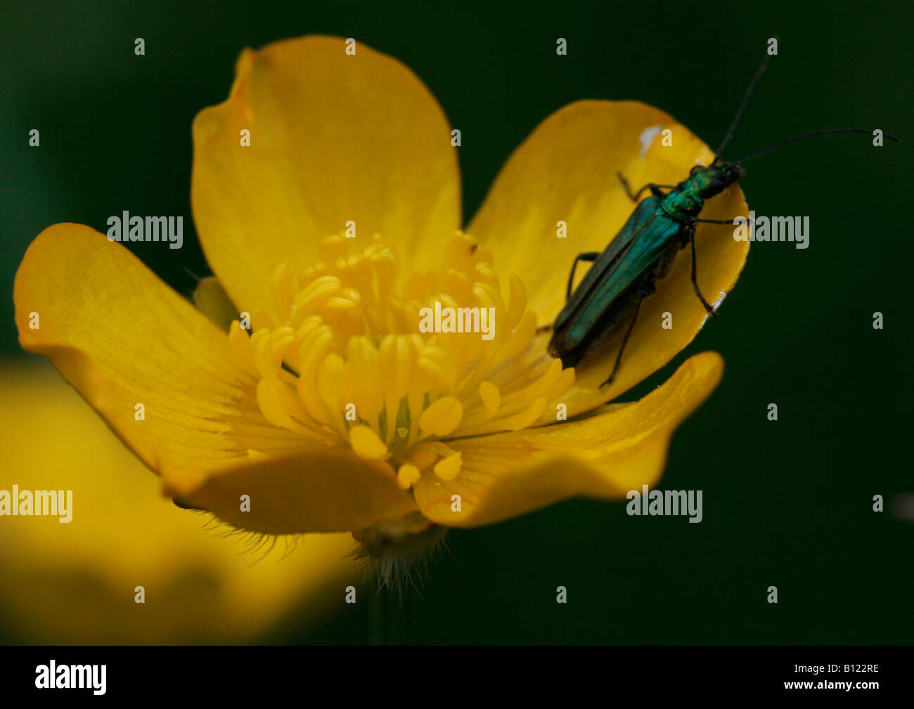 A small insect on a woodland buttercup Stock Photo - Alamy