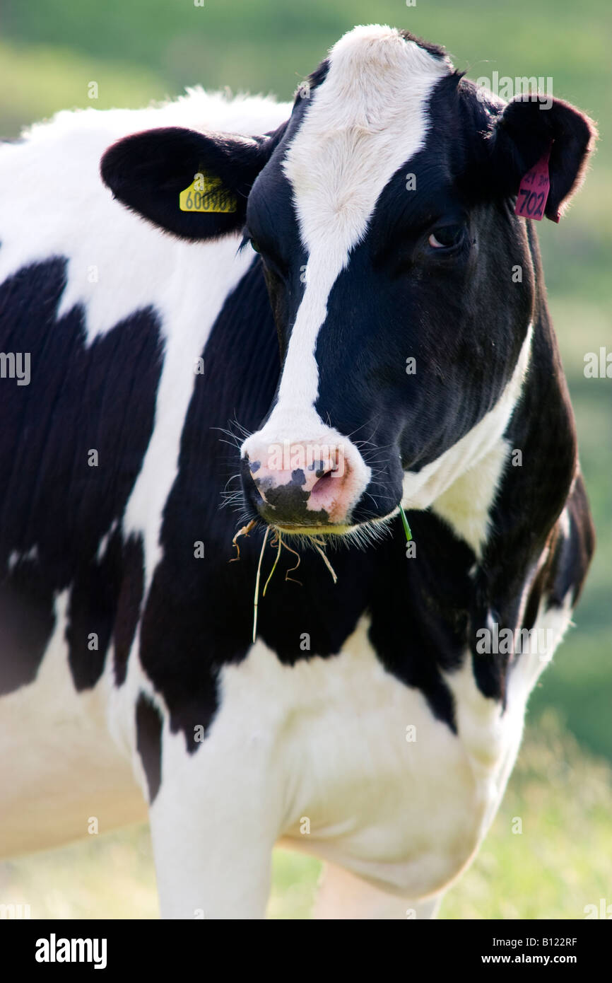 Black and white fresian cow hi-res stock photography and images - Alamy