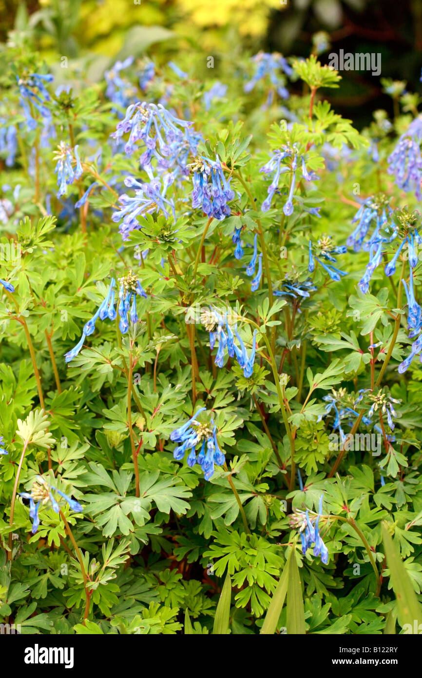 CORYDALIS TORY MP Stock Photo