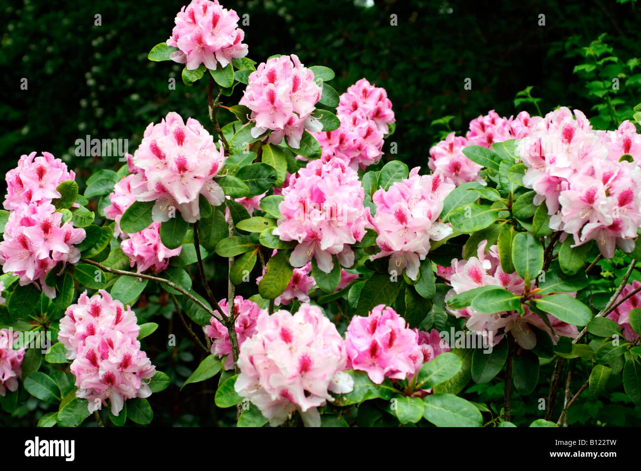 Rhododendron furnivals daughter hi-res stock photography and images - Alamy