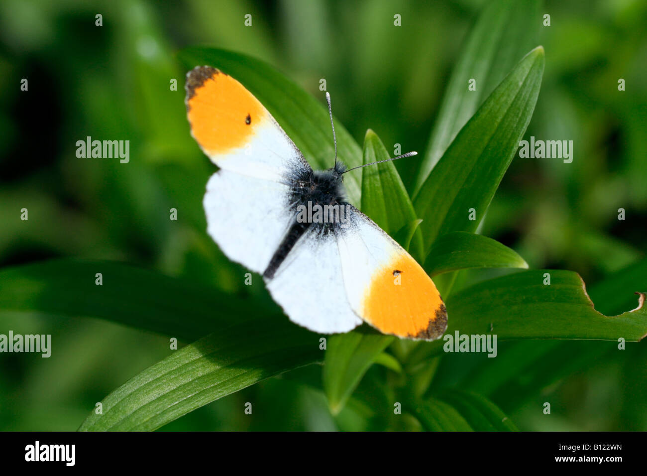 MALE ORANGE TIP BUTTERFLY ANTHOCHARIS CARDAMINES Stock Photo