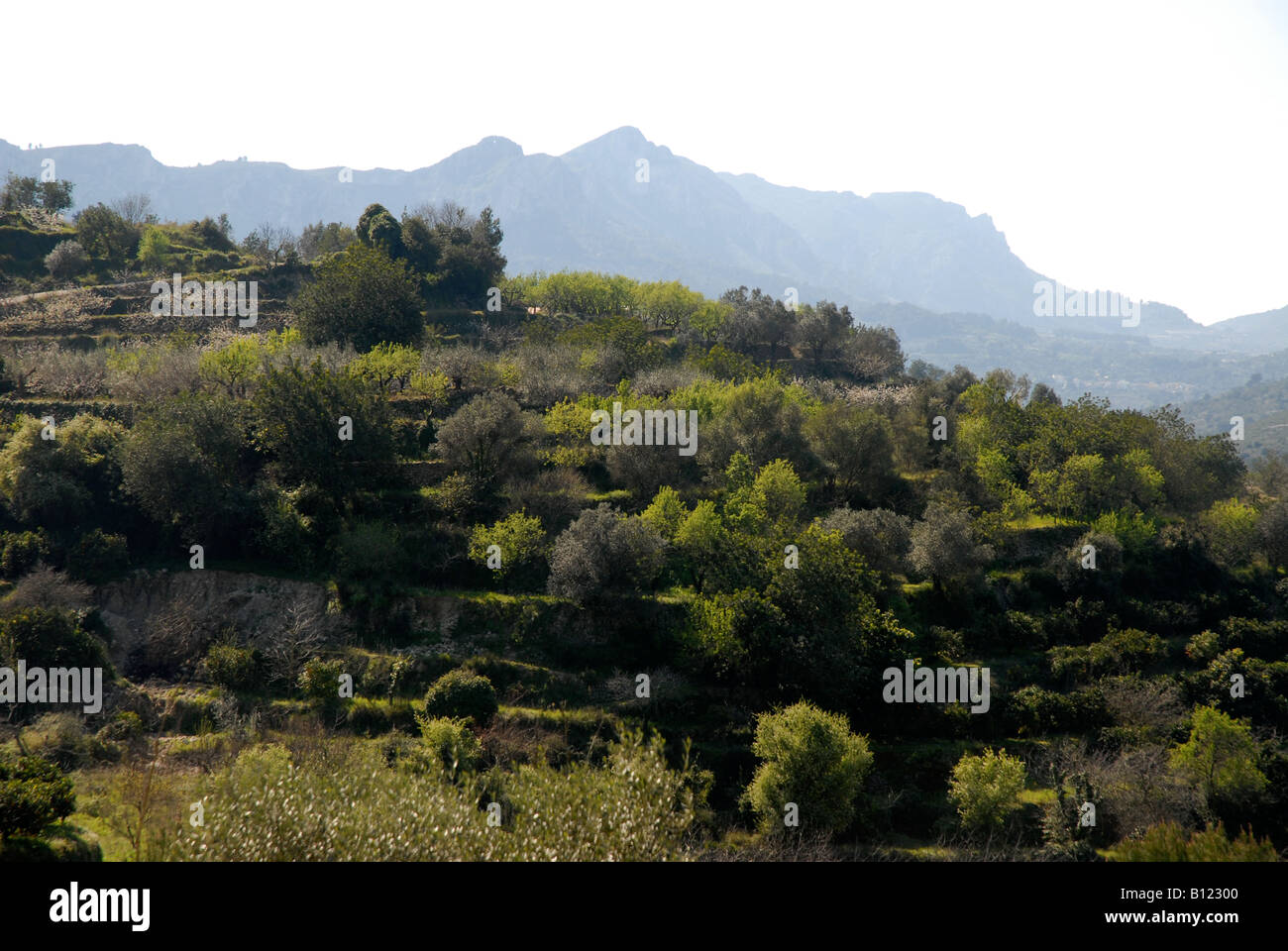view to mountain terraces near Benirrama, Vall de Gallinera, Marina Alta, Alicante Province, Comunidad Valenciana, Spain Stock Photo