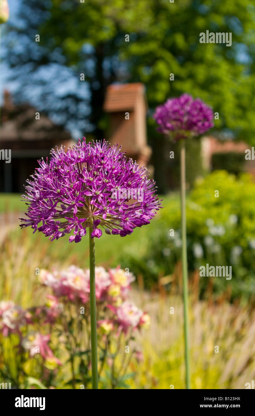flowering purple Allium Stock Photo