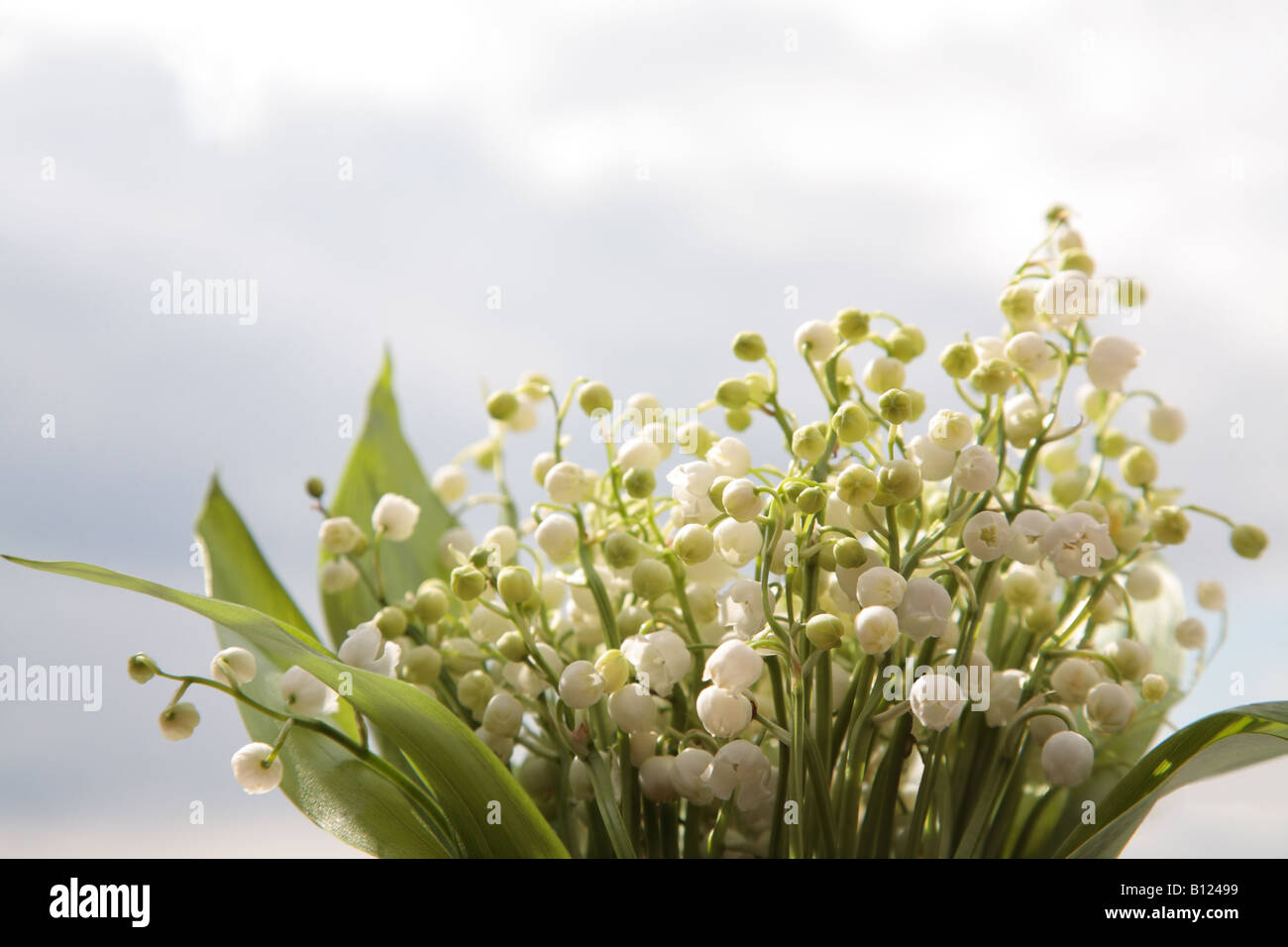 Lillies of the valley hi-res stock photography and images - Alamy