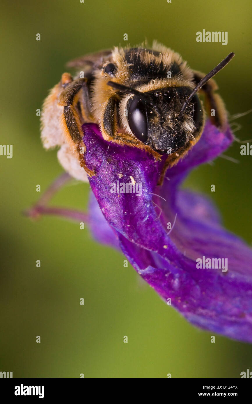 Honey bee crawling up hi-res stock photography and images - Alamy