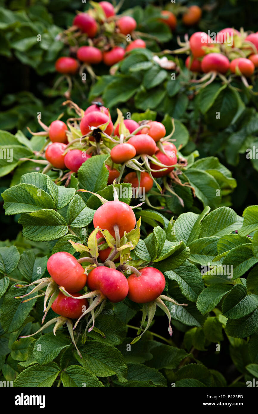 Rose hips Stock Photo