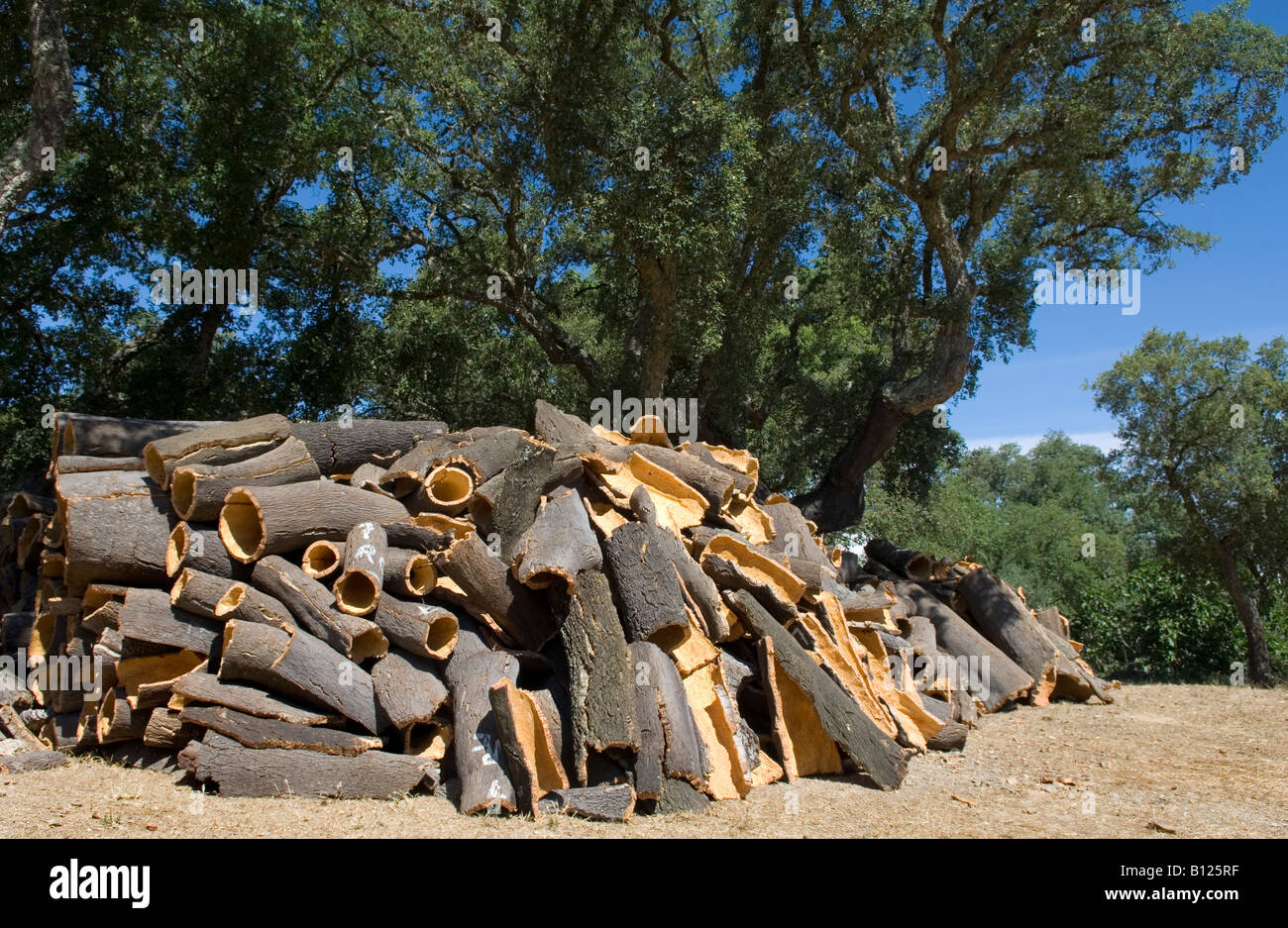 Cork cut from Cork Oaks Stock Photo - Alamy
