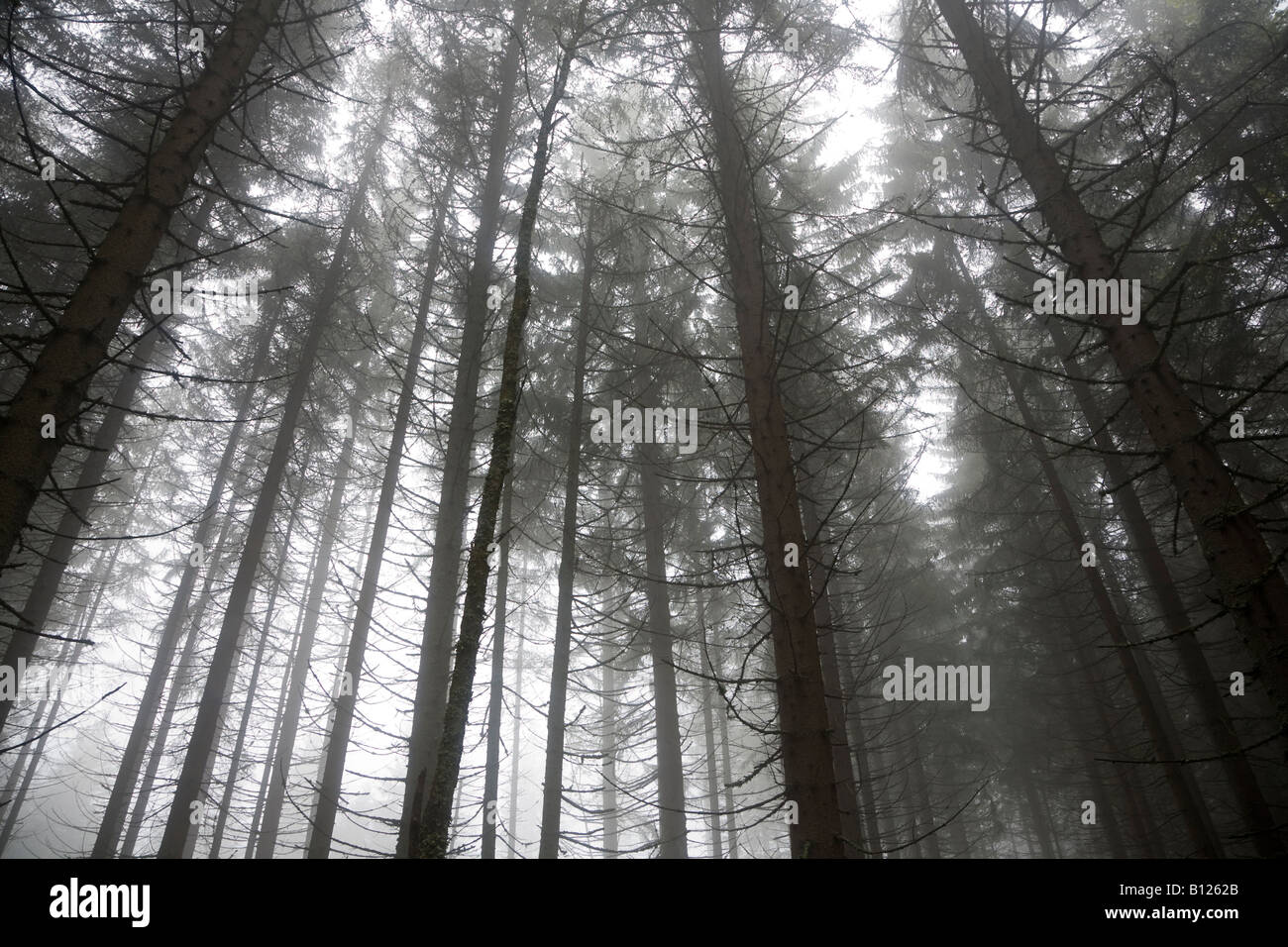 Pine trees in forest in thick mist Finsterau Germany Stock Photo - Alamy